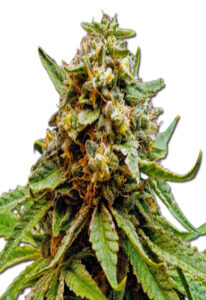 Killer Lemonade Auto (Fast) Cannabis Seeds