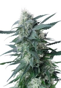 King’s Kush Feminized Cannabis Seeds