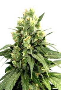 Kosher Cookies Feminized Cannabis Seeds