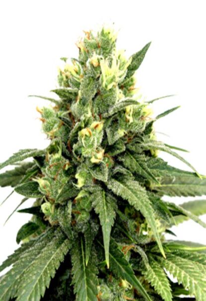 Kosher Cookies Feminized Cannabis Seeds 1