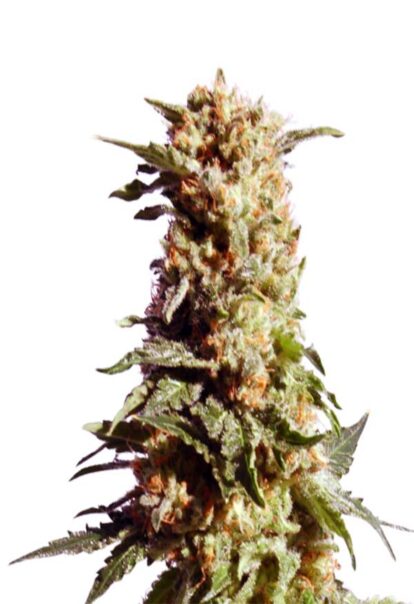 Kosher Kush Feminized Cannabis Seeds