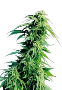 Kush XL Autoflower Cannabis Seeds