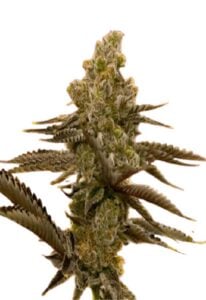 LSD Feminized Cannabis Seeds