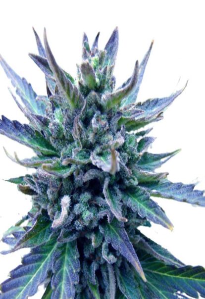 Lambs Breath Feminized Cannabis Seeds