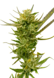 Lemon Autoflower Cannabis Seeds