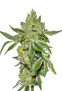 Lemon Diesel Feminized Cannabis Seeds