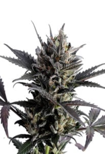 Lemon Haze Autoflower Cannabis Seeds