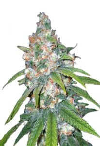 Lemon Haze Diesel Feminized Cannabis Seeds