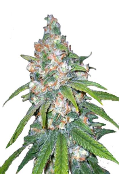 Lemon Haze Diesel Feminized Cannabis Seeds