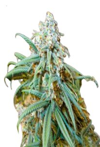 Lemon Kush Feminized Cannabis Seeds