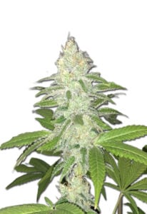 Lemon Sherbert Feminized Cannabis Seeds