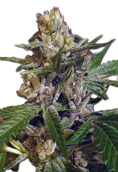 Leprechron Feminized