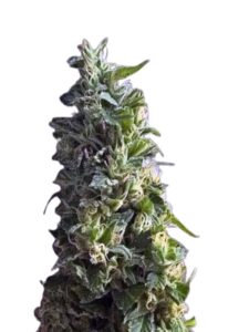 Lime Green Skunk Feminized Cannabis Seeds