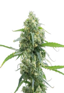 Lowryder Autoflower Marijuna Seeds