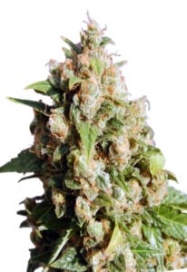 Lucid Dream Feminized Cannabis Seeds