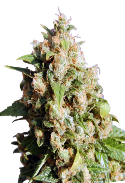 Lucid Dream Feminized