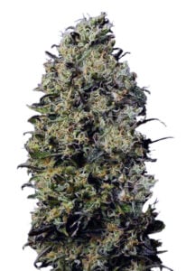 M8 Feminized Cannabis Seeds