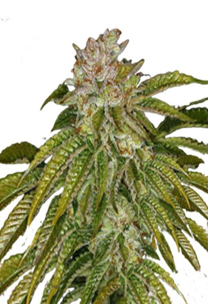 MK Ultra Feminized Cannabis Seeds