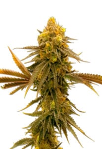 Mandarine Autoflower Cannabis Seeds