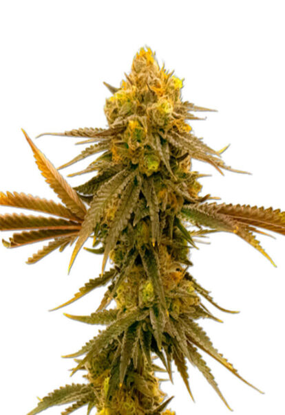 Mandarine Autoflower