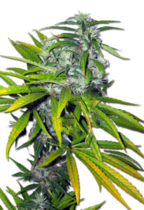 Mango Haze Autoflower Cannabis Seeds