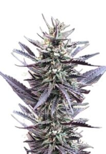 Mango Kush Feminized Cannabis Seeds