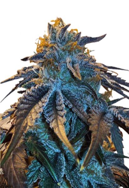 Master Kush Feminized Cannabis Seeds