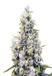 Maui Sunset Feminized Cannabis Seeds