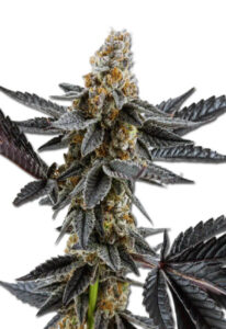 Meat Breath Autoflower Cannabis Seeds