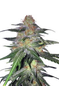 Melon Gum Feminized Cannabis Seeds