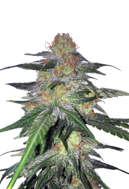 Melon Gum Feminized