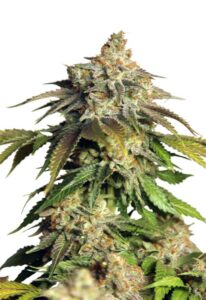 Mimosa Float Feminized Cannabis Seeds