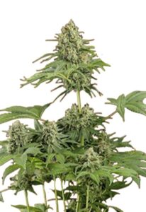 Moby Dick Feminized Cannabis Seeds