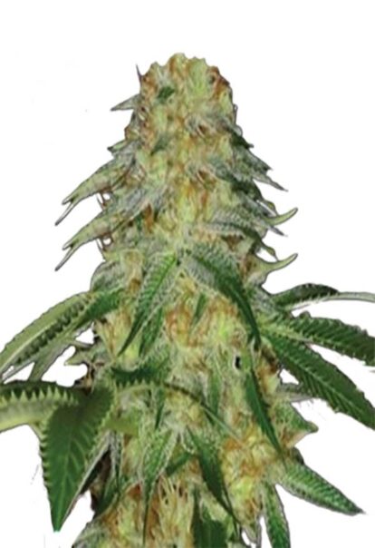 Monkey OG Feminized Cannabis Seeds