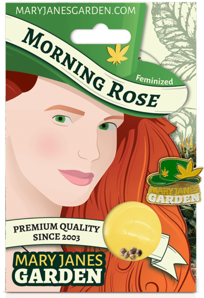 Morning Rose Package Mock Up 1