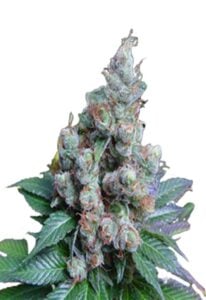 NY Diesel Feminized Cannabis Seeds