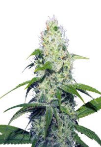 Neapolitan Feminized Cannabis Seeds