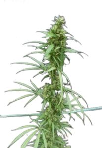 Neville’s Haze Feminized Cannabis Seeds