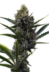 Nicole Kush Feminized Cannabis Seeds