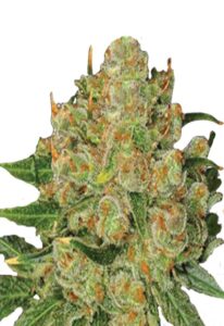 Northern Critical Feminized Cannabis Seeds