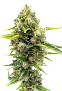 Northern Lights #10 Feminized Cannabis Seeds