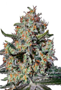 Northern Mango Autoflower Cannabis Seeds