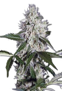 Northern Wreck Autoflower Cannabis Seeds