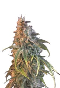 Nuken Feminized Cannabis Seeds