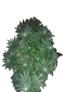 OG Banana Punch Feminized Marijuana Seed