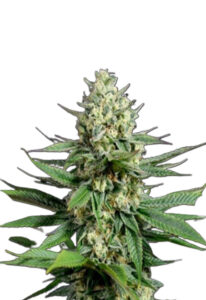 OG Kush Fast Version Cannabis Seeds