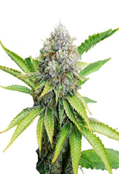 OG Kush Feminized Cannabis Seeds