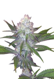 OG Wedding Cake Feminized Cannabis Seeds