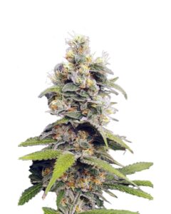 Orange Creamsicle Feminized Cannabis Seeds