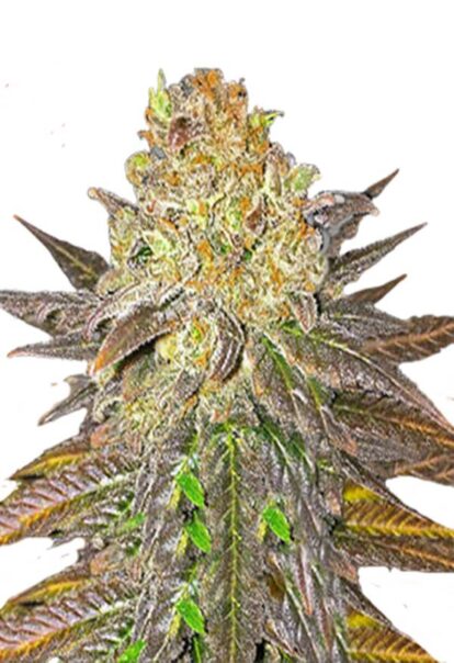 Oregon Peach Feminized Cannabis Seeds